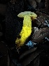  ( - FDS-CA-01983)  @11 [ ] by-nc (2024) Aaron Tupac Fungal Diversity Survey