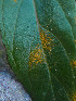  ( - FDS-CA-06669)  @11 [ ] by (2024) Justin Paulin Fungal Diversity Survey