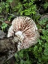  ( - FDS-CA-01982)  @11 [ ] by-nc (2024) Aaron Tupac Fungal Diversity Survey