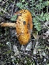  ( - FDS-CA-01997)  @11 [ ] by-nc (2024) Aaron Tupac Fungal Diversity Survey