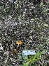  ( - FDS-CA-01997)  @11 [ ] by-nc (2024) Aaron Tupac Fungal Diversity Survey