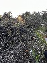  ( - FDS-CA-01997)  @11 [ ] by-nc (2024) Aaron Tupac Fungal Diversity Survey