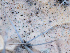  ( - FDS-CA-06694)  @11 [ ] by (2024) Justin Paulin Fungal Diversity Survey