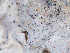  ( - FDS-CA-06694)  @11 [ ] by (2024) Justin Paulin Fungal Diversity Survey