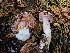  ( - FDS-CA-08391)  @11 [ ] by-nc (2025) Fresno Mycology Society Fungal Diversity Survey
