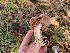  ( - FDS-CA-08391)  @11 [ ] by-nc (2025) Fresno Mycology Society Fungal Diversity Survey