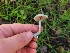  ( - FDS-CA-08392)  @11 [ ] by-nc (2025) Fresno Mycology Society Fungal Diversity Survey