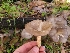  ( - FDS-CA-08393)  @11 [ ] by-nc (2025) Fresno Mycology Society Fungal Diversity Survey