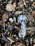  ( - FDS-CA-01973)  @11 [ ] by-nc (2024) Aaron Tupac Fungal Diversity Survey
