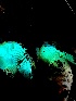  ( - FDS-CA-01919)  @11 [ ] by-nc (2024) Aaron Tupac Fungal Diversity Survey