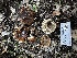  ( - FDS-CA-01919)  @11 [ ] by-nc (2024) Aaron Tupac Fungal Diversity Survey