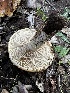  ( - FDS-CA-01919)  @11 [ ] by-nc (2024) Aaron Tupac Fungal Diversity Survey