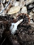  ( - FDS-CA-01913)  @11 [ ] by-nc (2024) Aaron Tupac Fungal Diversity Survey