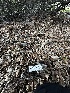  ( - FDS-CA-01913)  @11 [ ] by-nc (2024) Aaron Tupac Fungal Diversity Survey