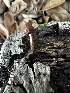  ( - FDS-CA-01913)  @11 [ ] by-nc (2024) Aaron Tupac Fungal Diversity Survey