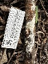  ( - FDS-CA-01953)  @11 [ ] by-nc (2024) Aaron Tupac Fungal Diversity Survey