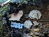  ( - FDS-CA-06362)  @11 [ ] by-nc (2025) Warren Cardimona Fungal Diversity Survey