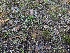  ( - FDS-CA-06364)  @11 [ ] by-nc (2025) Warren Cardimona Fungal Diversity Survey