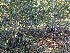  ( - FDS-CA-06364)  @11 [ ] by-nc (2025) Warren Cardimona Fungal Diversity Survey