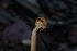  ( - FDS-CA-05505)  @11 [ ] by-nc (2025) Unspecified Fungal Diversity Survey