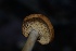  (Hydnum sp. CA03 - FDS-CA-05505)  @11 [ ] by-nc (2025) Unspecified Fungal Diversity Survey