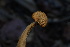  ( - FDS-CA-05505)  @11 [ ] by-nc (2025) Unspecified Fungal Diversity Survey