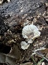  (Lopharia - FDS-CA-01998)  @11 [ ] by-nc (2024) Aaron Tupac Fungal Diversity Survey