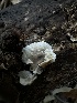  ( - FDS-CA-01998)  @11 [ ] by-nc (2024) Aaron Tupac Fungal Diversity Survey