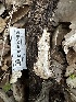  ( - FDS-CA-01912)  @11 [ ] by-nc (2024) Aaron Tupac Fungal Diversity Survey
