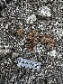  ( - FDS-CA-01849)  @11 [ ] by-nc (2024) Aaron Tupac Fungal Diversity Survey