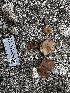  ( - FDS-CA-01849)  @11 [ ] by-nc (2024) Aaron Tupac Fungal Diversity Survey