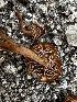  ( - FDS-CA-01849)  @11 [ ] by-nc (2024) Aaron Tupac Fungal Diversity Survey