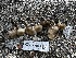  ( - FDS-CA-04303)  @11 [ ] by-nc (2024) Aaron Tupac Fungal Diversity Survey