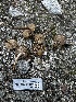  ( - FDS-CA-04303)  @11 [ ] by-nc (2024) Aaron Tupac Fungal Diversity Survey