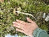  ( - FDS-CA-04319)  @11 [ ] by-nc (2024) Aaron Tupac Fungal Diversity Survey