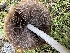  ( - FDS-CA-04319)  @11 [ ] by-nc (2024) Aaron Tupac Fungal Diversity Survey