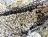  ( - FDS-CA-04328)  @11 [ ] by-nc (2024) Aaron Tupac Fungal Diversity Survey
