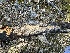  ( - FDS-CA-04328)  @11 [ ] by-nc (2024) Aaron Tupac Fungal Diversity Survey