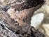  (Peniophora sp. CA03 - FDS-CA-04332)  @11 [ ] by-nc (2024) Aaron Tupac Fungal Diversity Survey