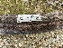  ( - FDS-CA-04332)  @11 [ ] by-nc (2024) Aaron Tupac Fungal Diversity Survey