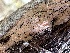  ( - FDS-CA-04332)  @11 [ ] by-nc (2024) Aaron Tupac Fungal Diversity Survey