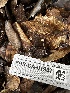  ( - FDS-CA-01937)  @11 [ ] by-nc (2024) Aaron Tupac Fungal Diversity Survey