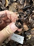  ( - FDS-CA-01937)  @11 [ ] by-nc (2024) Aaron Tupac Fungal Diversity Survey