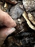  ( - FDS-CA-01937)  @11 [ ] by-nc (2024) Aaron Tupac Fungal Diversity Survey