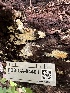  ( - FDS-CA-04401)  @11 [ ] by-nc (2024) Aaron Tupac Fungal Diversity Survey