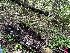  ( - FDS-CA-04401)  @11 [ ] by-nc (2024) Aaron Tupac Fungal Diversity Survey