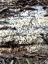  (Xylodon apacheriensis - FDS-CA-01816)  @11 [ ] by-nc (2024) Aaron Tupac Fungal Diversity Survey