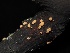  (Nectriaceae - FDS-CA-00124)  @11 [ ] by-nc (2024) Taye Bright Fungal Diversity Survey