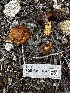 ( - FDS-CA-01847)  @11 [ ] by-nc (2024) Aaron Tupac Fungal Diversity Survey