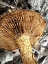  ( - FDS-CA-01847)  @11 [ ] by-nc (2024) Aaron Tupac Fungal Diversity Survey